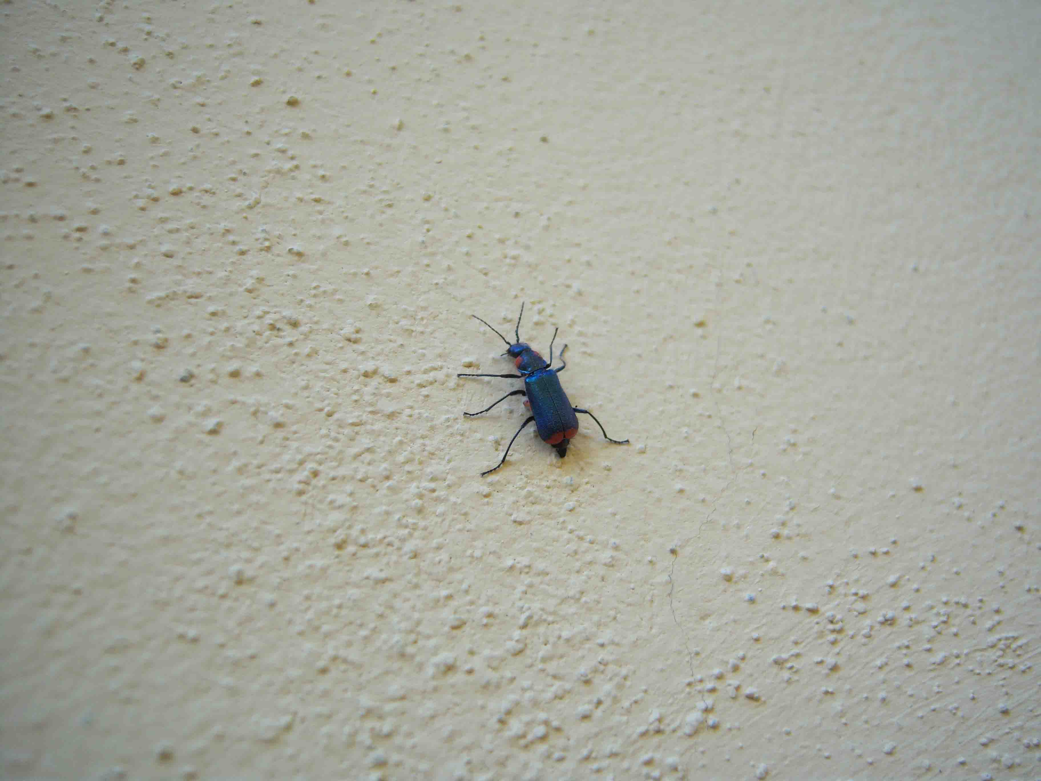 aiuto identificazione